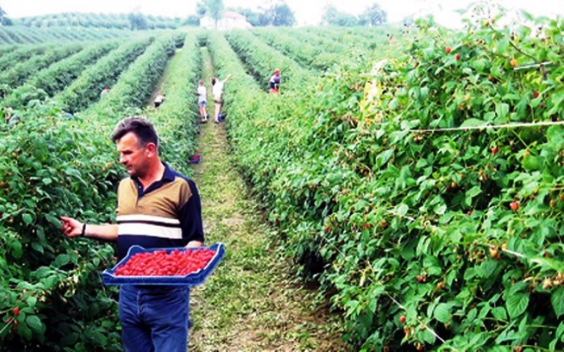 Plantaže malina u ZDK za primjer u poljoprivredi