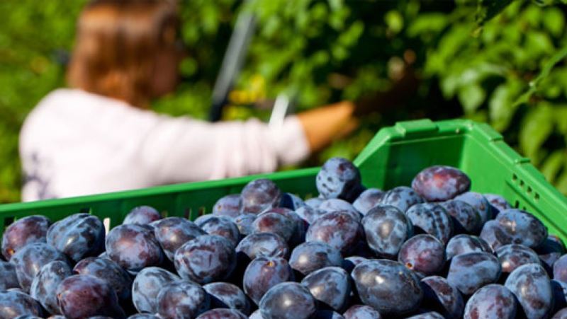 Hrvati zbog sloma proizvodnje kupuju šljive, džemove i pekmeze proizvedene u BiH