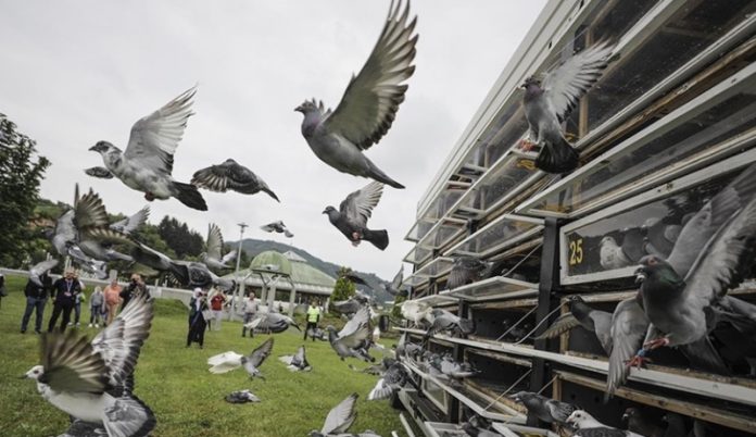 Memorijalni Let Golubova Povodom 27. Godišnjice Genocida U Srebrenici