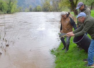 Poribljavanje rijeka Bosne i Stavnje