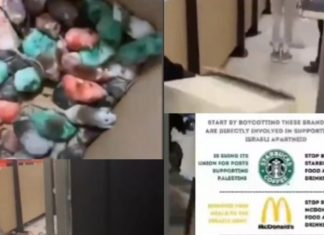 Propalestinski Aktivista U McDonalds U Engleskoj Ispustio Hrpu Miševa I Napravio Haos