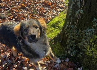 Upoznajte Asku, Psa Kojeg Je Udomila Zenička škola Foto