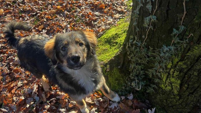 Upoznajte Asku, Psa Kojeg Je Udomila Zenička škola Foto