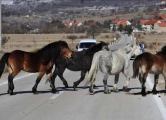 Livno, Konji